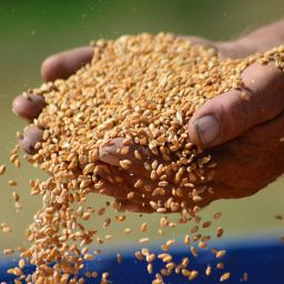 wheat market